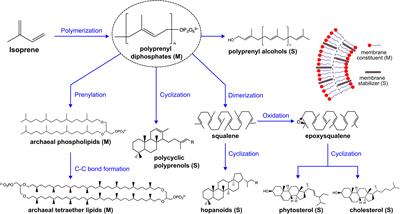 Putative roles of terpenoids in primitive membranes